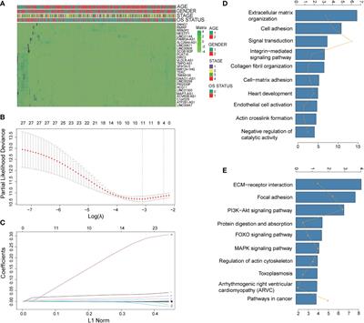 A novel pyroptosis gene expression-based risk score for survival in gastric cancer